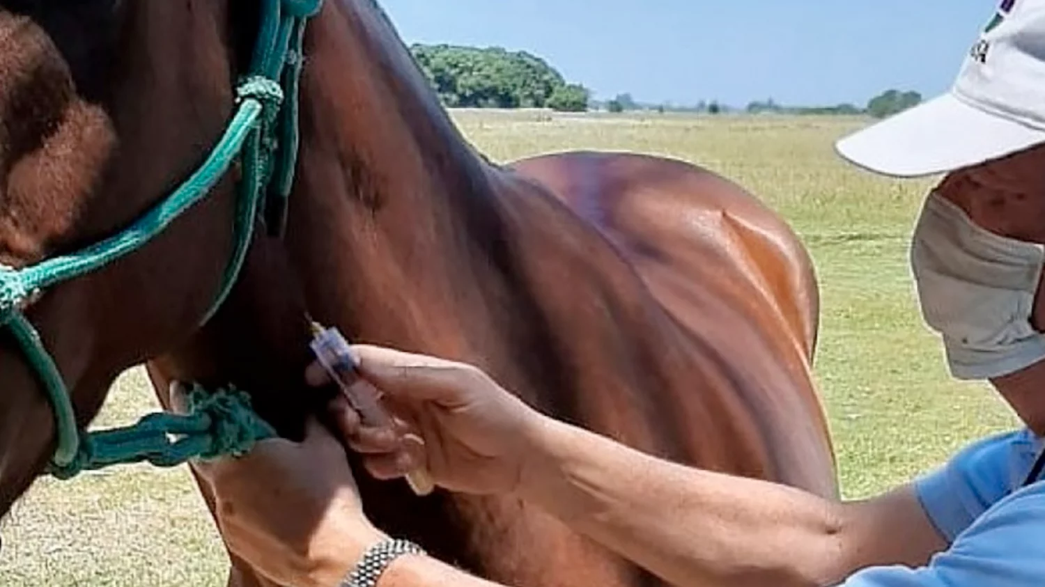 Uruguay hace el seguimiento de siete nuevos casos de encefalitis equina en humanos Uruguay hace el seguimiento de siete nuevos casos de encefalitis equina en humanos