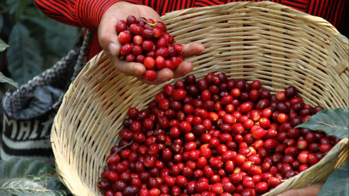 Organización Internacional del Café busca que Guatemala vuelva a la organización