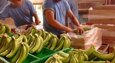 Exportación de banano (Fotografía: Logi News)