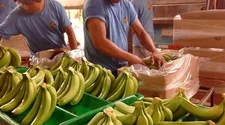 Exportación de banano (Fotografía: Logi News)