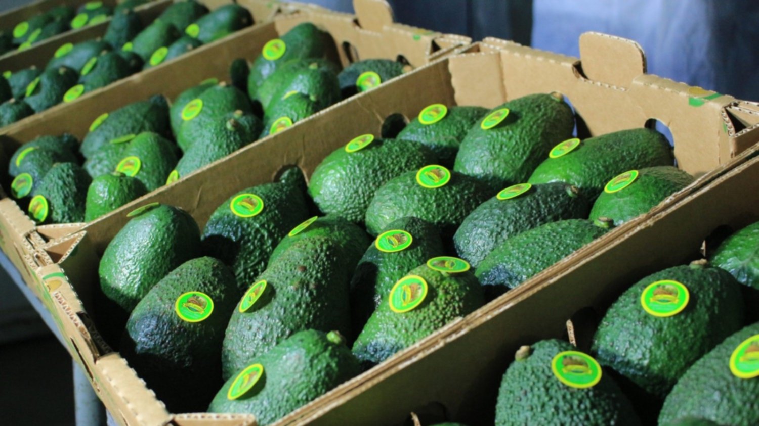 Aguacate guatemalteco conquista mercado Estadounidense (Fotografía: AGN)