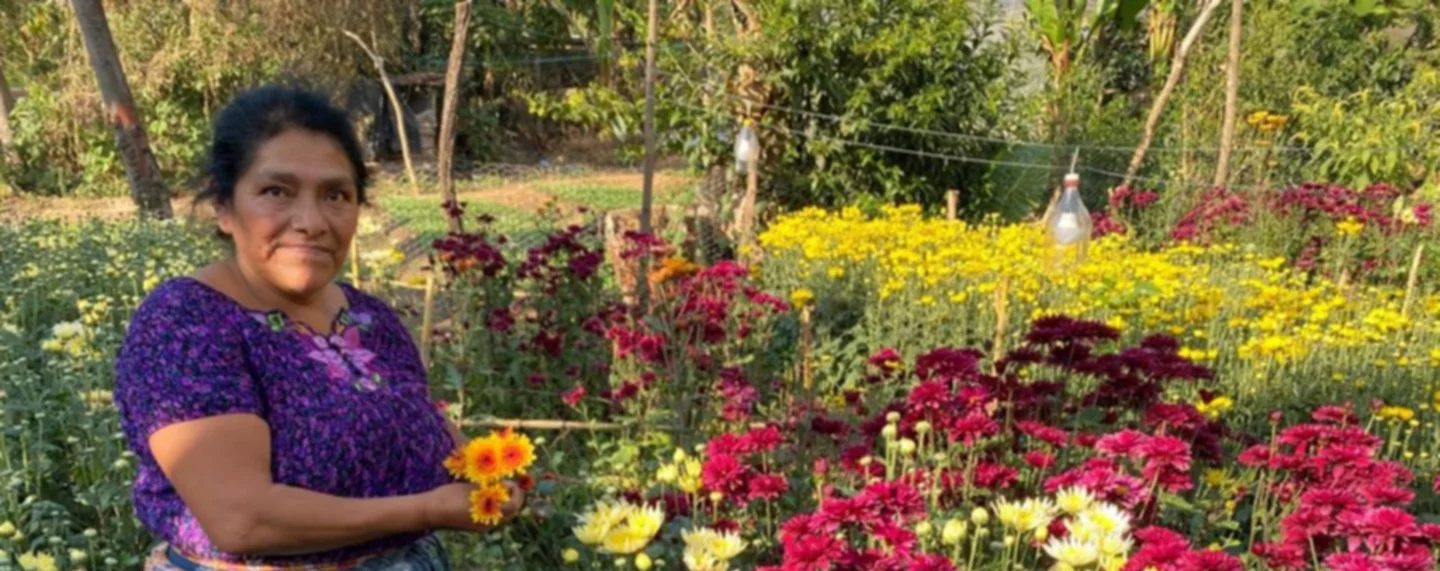 Del campo a las manos de una madre en Miami, el increíble viaje de las rosas guatemaltecas