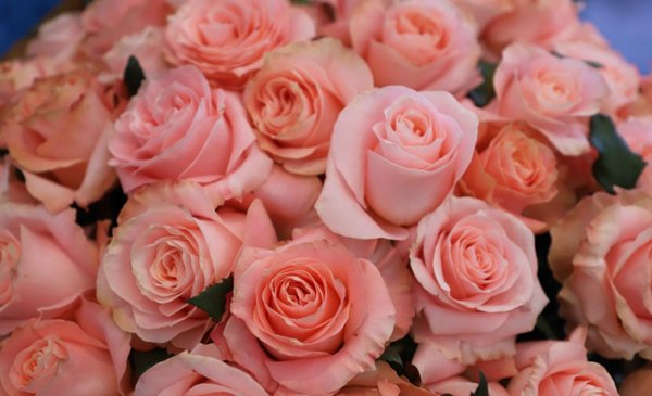 Día de la Madre dispara ventas y exportaciones de flores guatemaltecas