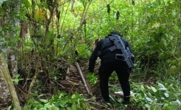 Erradican 14 000 arbustos de cocaína en Petén
