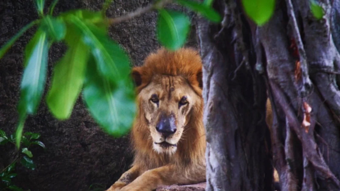 Leo, León 