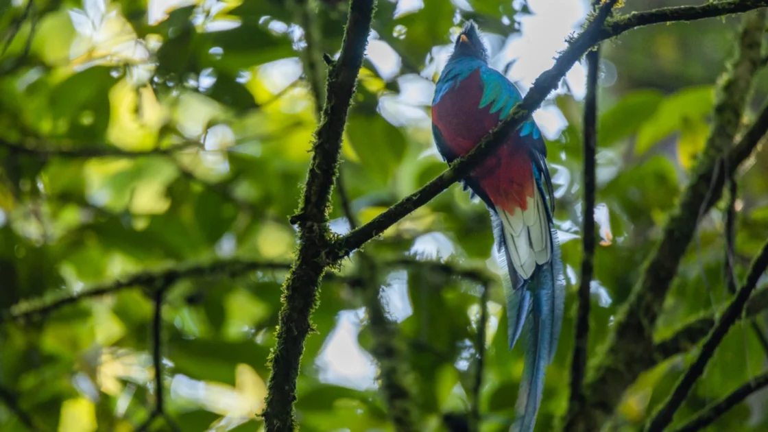 El Quetzal fue declarado Ave Nacional por medio del Decreto Ejecutivo 33-1871. Fotografía cortesía del Consejo Nacional de Áreas Protegidas de Guatemala (CONAP), utilizada con fines ilustrativos. 