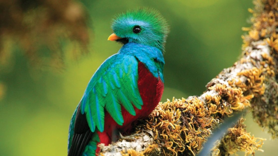 Este lunes 5 de septiembre de 2022 se conmemora el “Día Nacional del Quetzal”. Fotografía utilizada con fines ilustrativos.