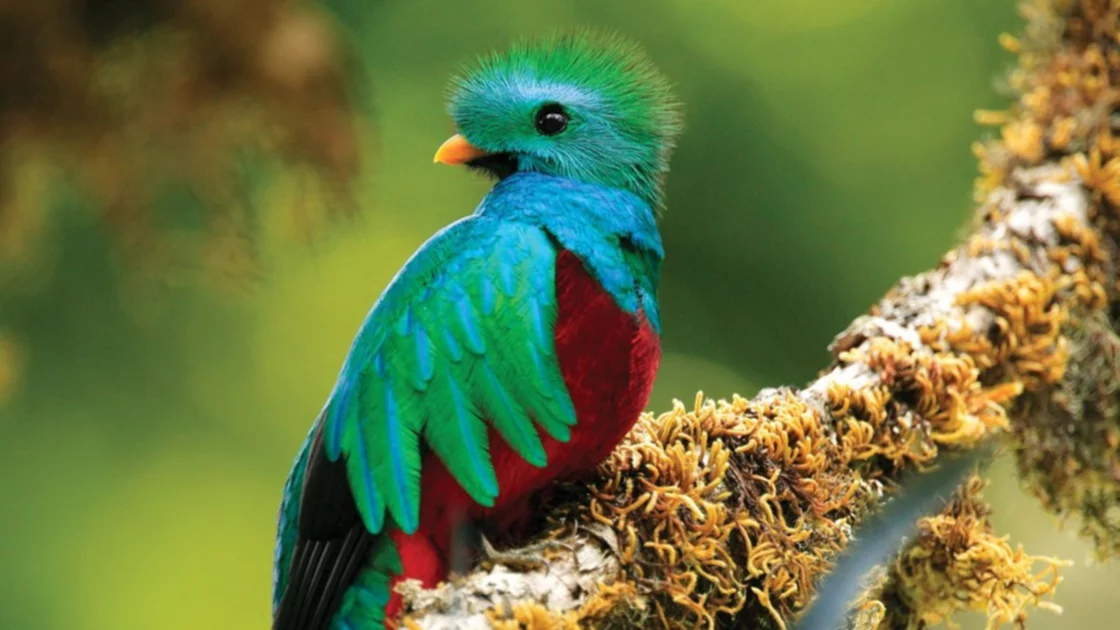 Este lunes 5 de septiembre de 2022 se conmemora el “Día Nacional del Quetzal”. Fotografía utilizada con fines ilustrativos.