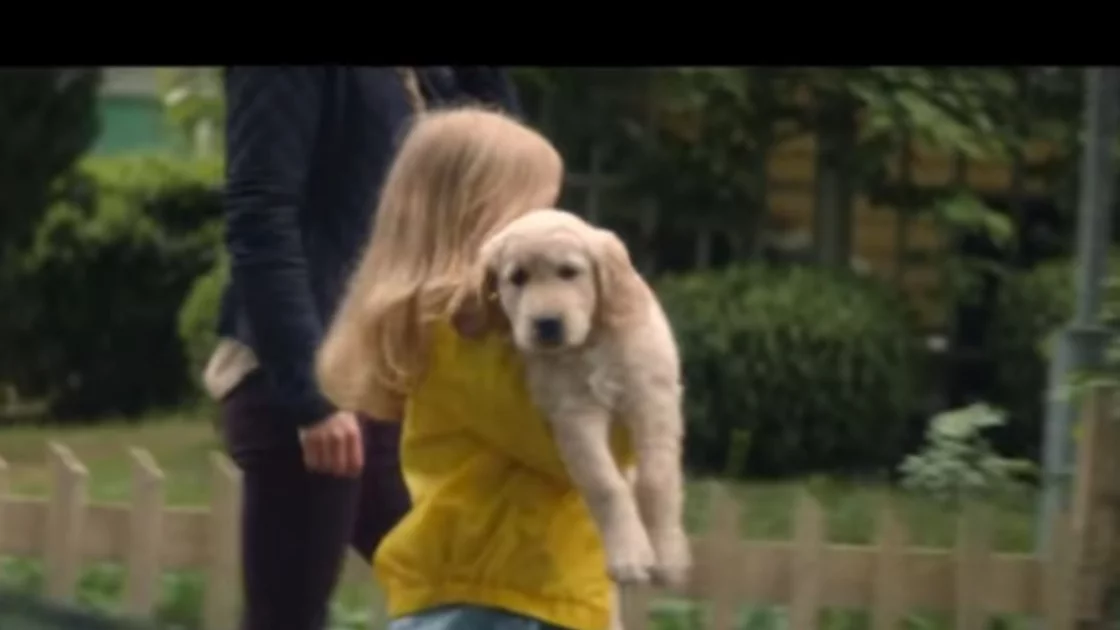 Video: La campaña contra el abandono animal que conmueve las redes