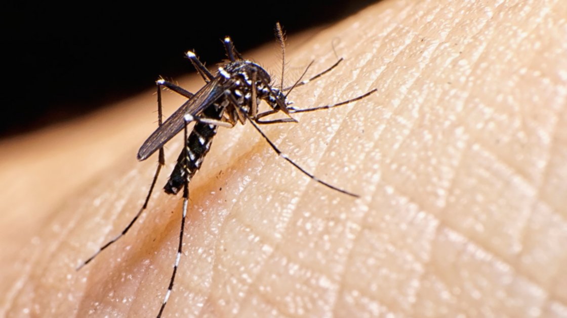 5 consejos para evitar el dengue