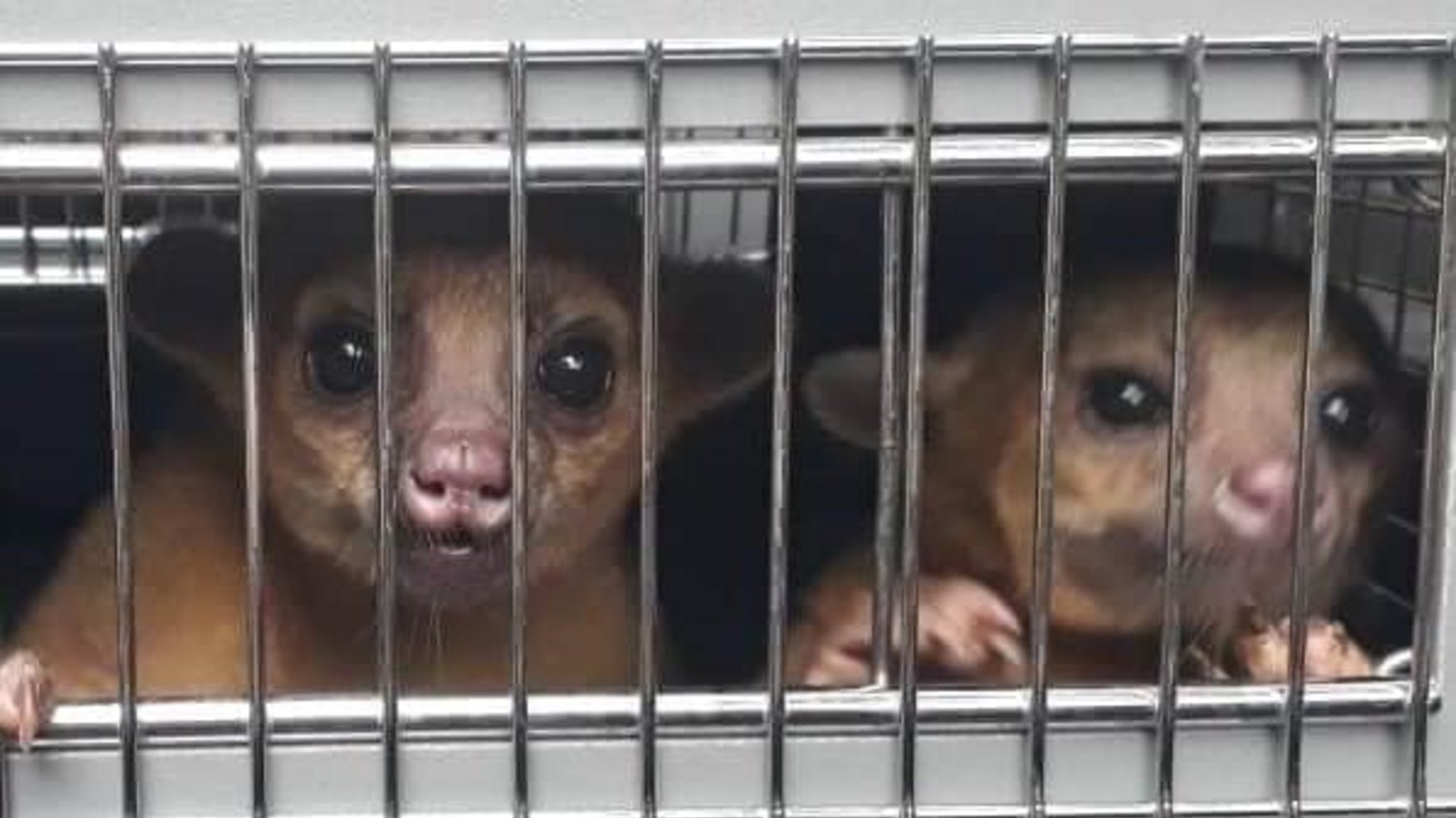 Liberan animales silvestres en Yaxhá, Petén Liberan animales silvestres en Yaxhá, Petén
