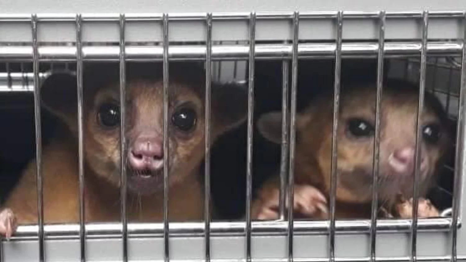 Liberan animales silvestres en Yaxhá, Petén Liberan animales silvestres en Yaxhá, Petén