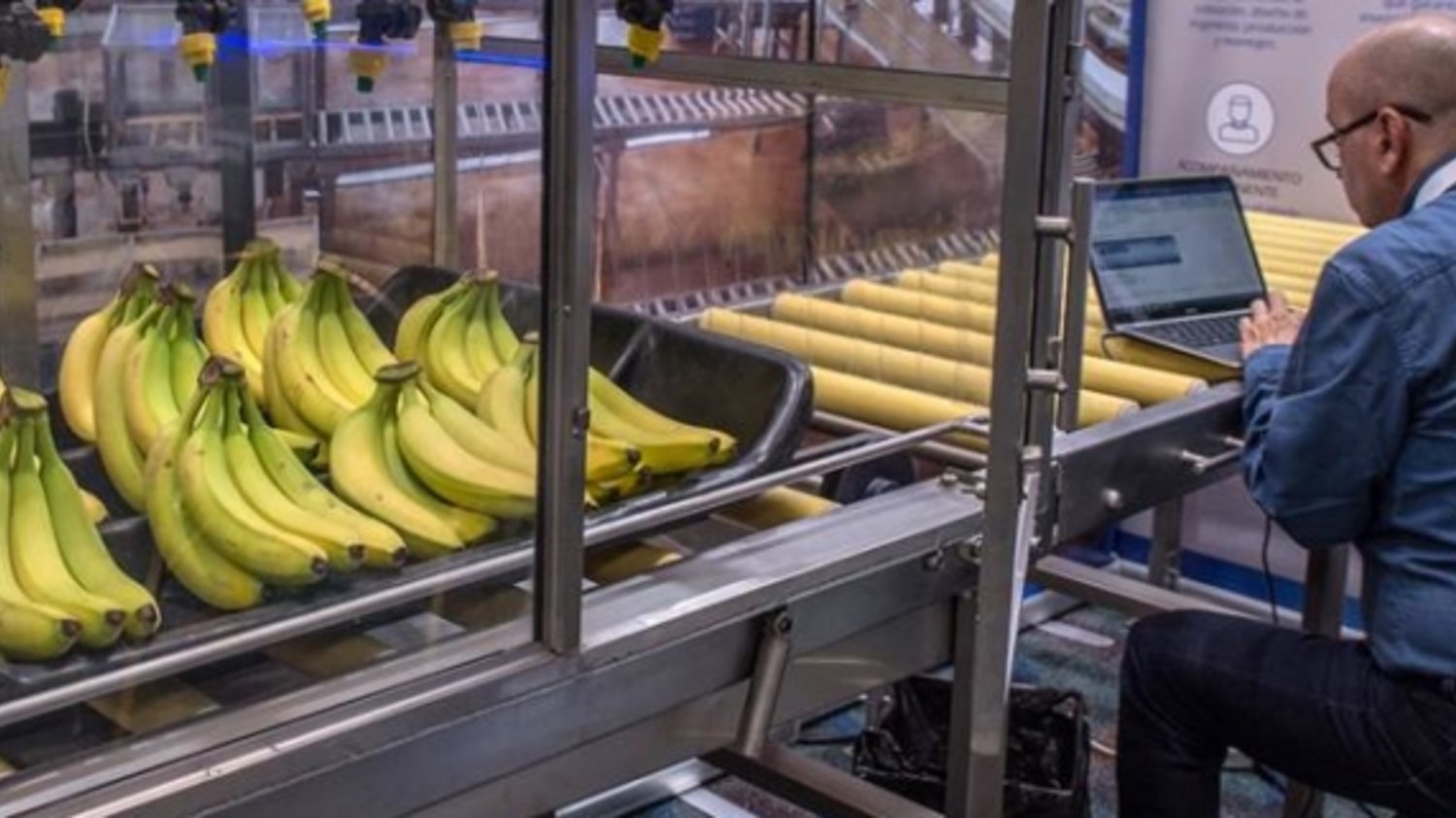 Costa Rica en emergencia por plaga que afectaría al banano Costa Rica en emergencia por plaga que afectaría al banano
