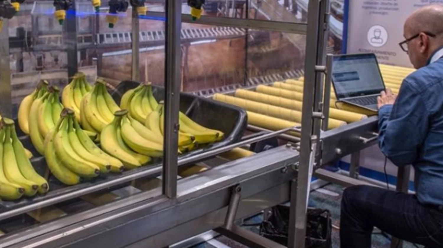 Costa Rica en emergencia por plaga que afectaría al banano Costa Rica en emergencia por plaga que afectaría al banano