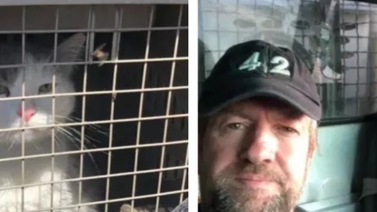 La historia del marine británico que busca evacuar a 200 animales de Afganistán y no logra pasar cerco talibán