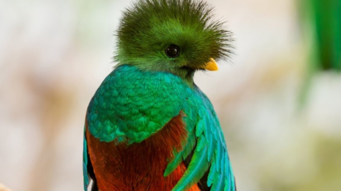 El quetzal: la exuberante ave nacional de Guatemala