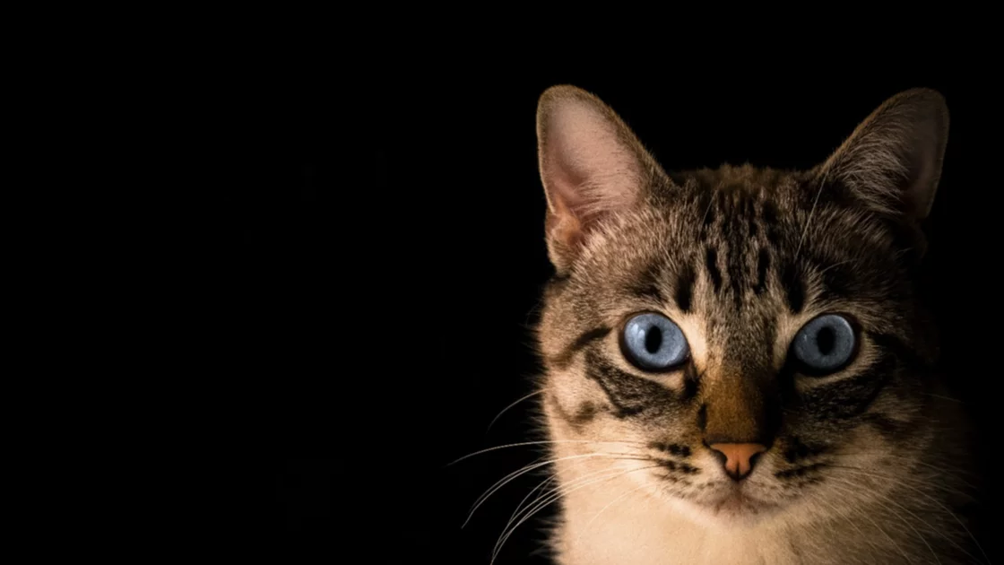 Con fines ilustrativos. (Foto:  Pacto Visual/Unsplash)