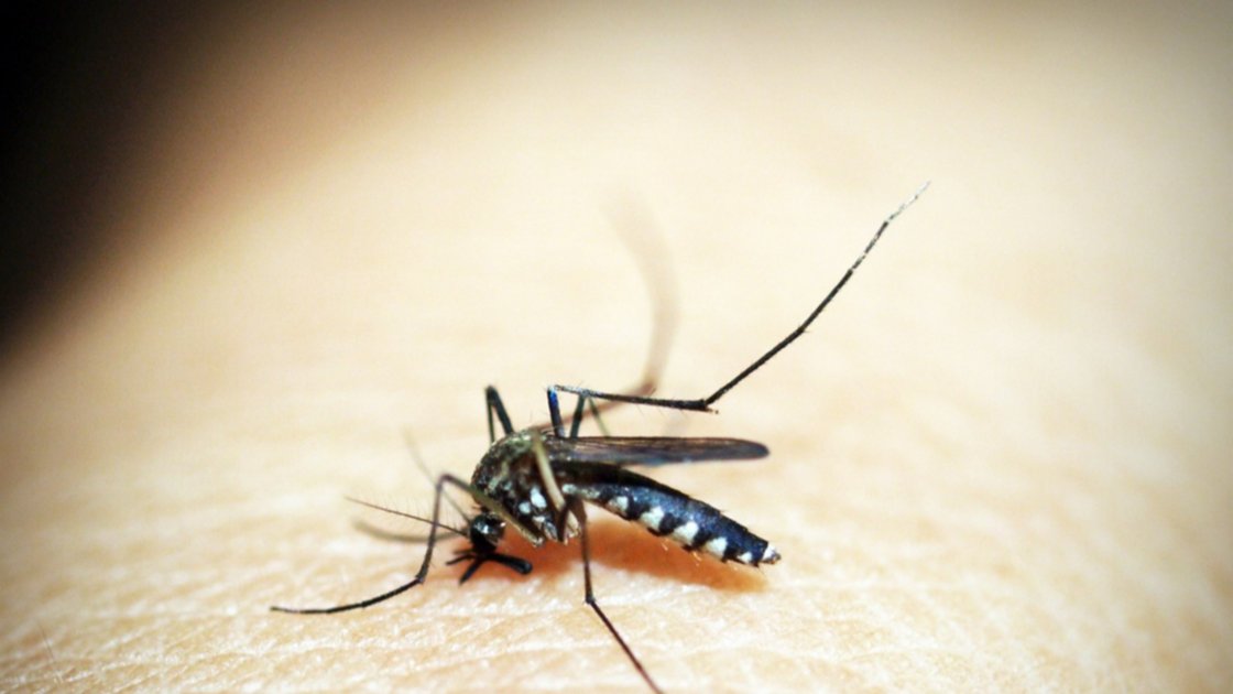 Dengue