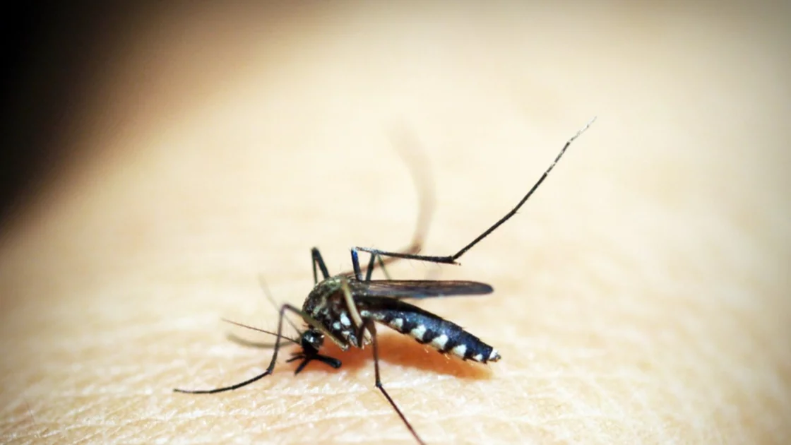 Dengue